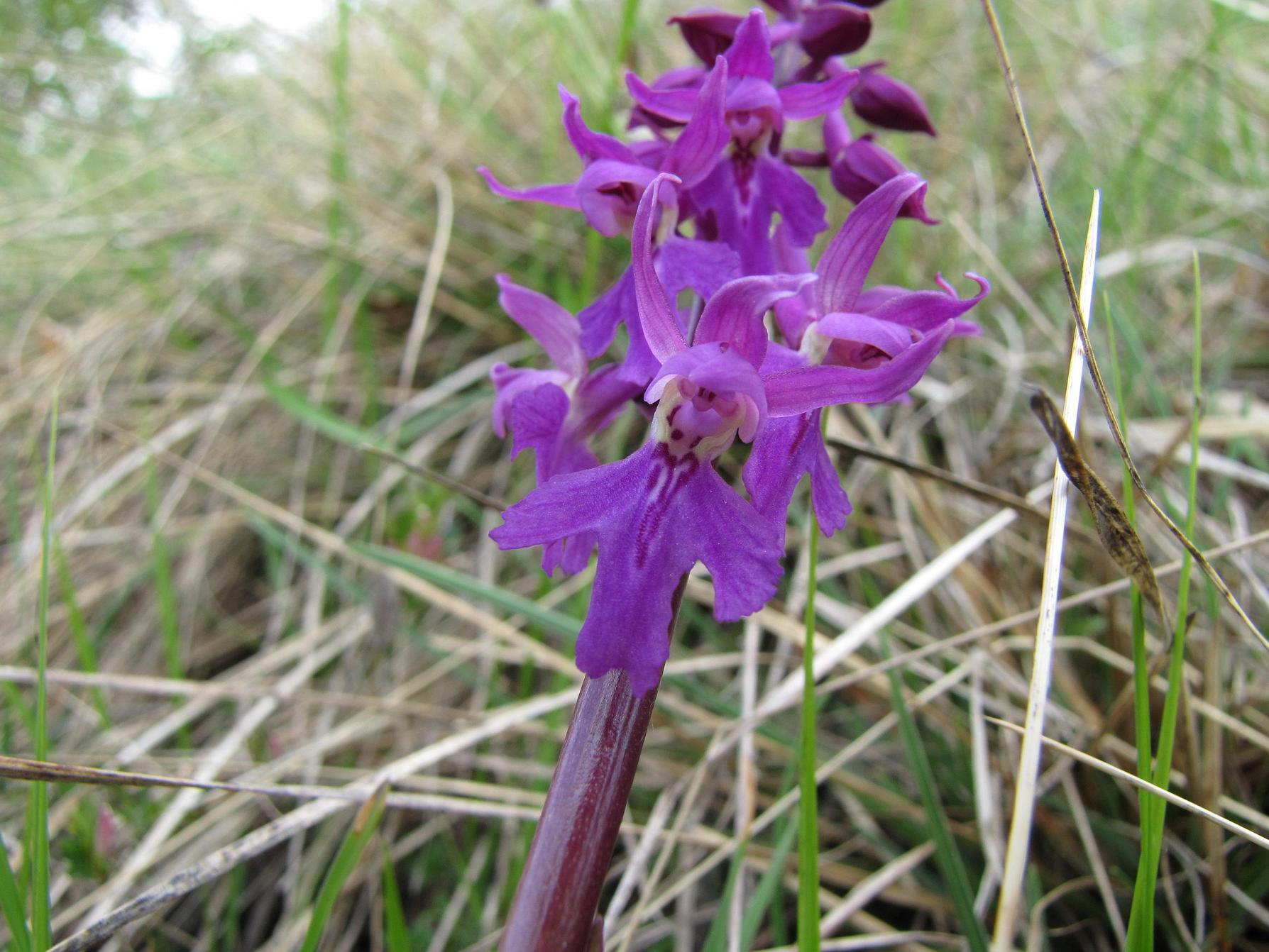 Identificazione 2: Orchis mascula?